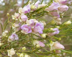 Eremophila sturtii