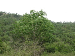 Ailanthus excelsa