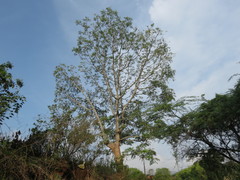 Ailanthus excelsa