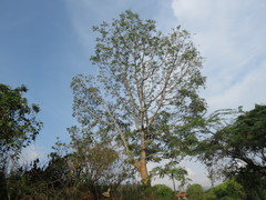 Ailanthus excelsa