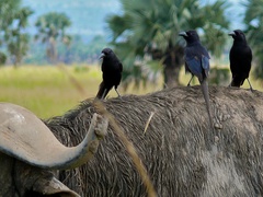 Piapiac photo 3