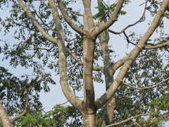 Ailanthus excelsa