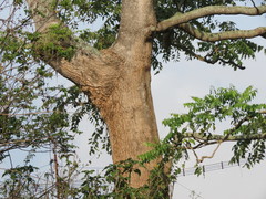 Ailanthus excelsa