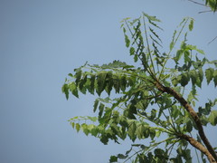 Ailanthus excelsa