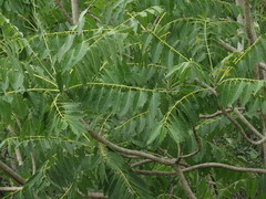 Ailanthus excelsa