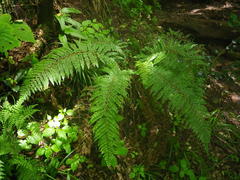 Polystichum pungens