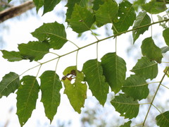 Ailanthus excelsa