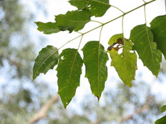 Ailanthus excelsa