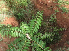 Ailanthus excelsa