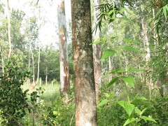 Ailanthus excelsa