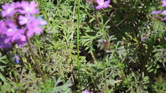 Glandularia aristigera