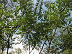 Ailanthus excelsa