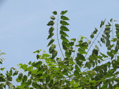 Ailanthus excelsa