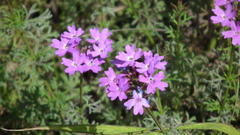 Glandularia aristigera