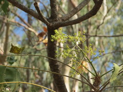 Ailanthus excelsa