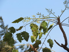 Ailanthus excelsa
