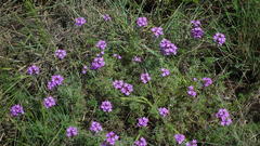 Glandularia aristigera
