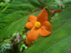 Begonia sutherlandii