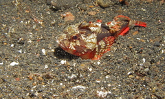 Richardsonichthys leucogaster