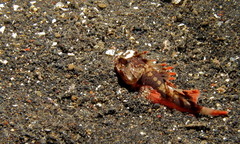Richardsonichthys leucogaster