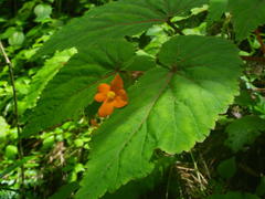 Begonia sutherlandii