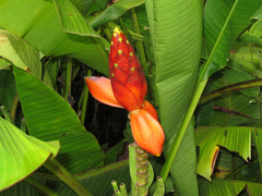 Musa beccarii