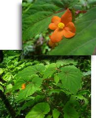 Begonia sutherlandii