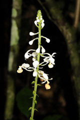 Calanthe zollingeri