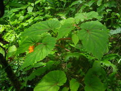 Begonia sutherlandii