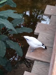 Leucopsar rothschildi