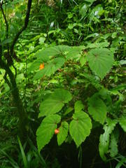 Begonia sutherlandii