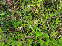 Mentha suaveolens