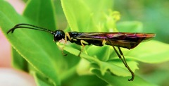 Cephidae