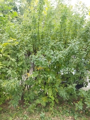 Caragana arborescens