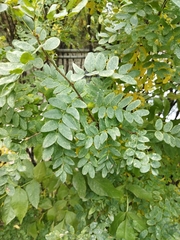 Caragana arborescens