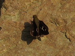 Pelopidas assamensis