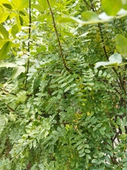 Caragana arborescens