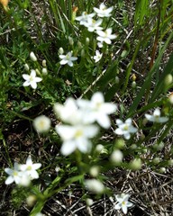 Centaurium erythraea
