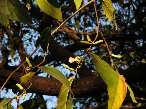 Image of Alangium salviifolium by no rights reserved
