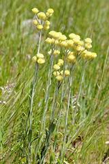 Helichrysum mixtum mixtum