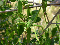 Saga ephippigera ephippigera