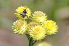 Helichrysum mixtum mixtum