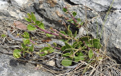 Penstemon baccharifolius