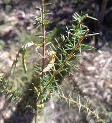Acacia ulicifolia