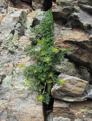 Chamaesciadium acaule