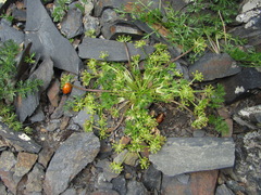 Chamaesciadium acaule