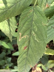 Stigmella villosella