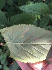 Stigmella villosella