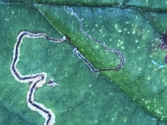 Stigmella villosella