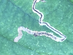 Stigmella villosella